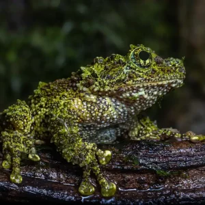 Knallerangebot Vietnam-Moosfrosch, Theloderma corticale